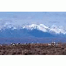 1002 Area Caribou With Mountain Backdrop 00541 Photo Small Wildlife