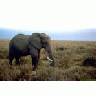 African Elephant 00544 Photo Small Wildlife