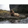 Agattu Island Steller Sea Lion Bull 00545 Photo Small Wildlife title=