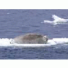 Bearded Seal 00550 Photo Small Wildlife