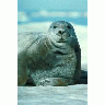 Bearded Seal Portrait 00551 Photo Small Wildlife