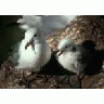 Black Legged Kittiwake With Chick Middleton Island 00561 Photo Small Wildlife title=