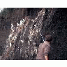 Common Murre Noosing On Bogolslof Island 00565 Photo Small Wildlife