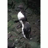 Common Murres On Hall Island 00566 Photo Small Wildlife title=