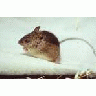 Prebles Meadow Jumping Mouse 00578 Photo Small Wildlife title=
