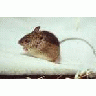 Prebles Meadow Jumping Mouse 00579 Photo Small Wildlife title=