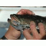 Northern Snakehead Fish 00617 Photo Small Wildlife title=