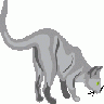 Gatto Cat Architetto Fra 02 Animal title=