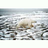 Polar Bear 00658 Photo Small Wildlife title=