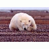 Polar Bear Resting But Alert 00661 Photo Small Wildlife