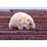 Polar Bear Resting But Alert 00661 Photo Small Wildlife title=