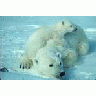 WO2000 Polar Bear With Cub 00664 Photo Small Wildlife