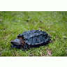 Alligator Snapping Turtle 00673 Photo Small Wildlife