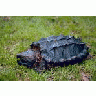 Alligator Snapping Turtle 00675 Photo Small Wildlife title=