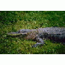 American Alligator 00676 Photo Small Wildlife