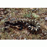 Black Tailed Rattlesnake 00679 Photo Small Wildlife