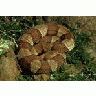 Broad Banded Copperhead 00680 Photo Small Wildlife