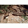 Bullsnake 00681 Photo Small Wildlife title=