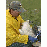 Tundra Swan Banding 00683 Photo Small Wildlife title=