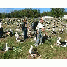 WOE195 Counting Laysan Albatross Nests 00695 Photo Small Wildlife title=