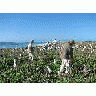 WOE197 Counting Laysan Albatross Nests 00697 Photo Small Wildlife title=
