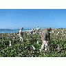 WOE197 Counting Laysan Albatross Nests 00697 Photo Small Wildlife