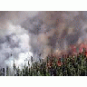 King County Creek Fire 2005 00740 Photo Small Wildlife title=