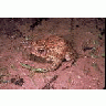 Houston Toad 00758 Photo Small Wildlife