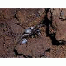 WOE203 Kauai Cave Wolf Spider Newly Hatched Spiderlings 00767 Photo Small Wildlife title=