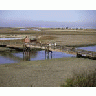 Don Edwards San Franciso Bay NWR California 00772 Photo Small Wildlife