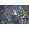 American Tree Sparrow 00780 Photo Small Wildlife