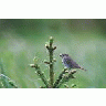 Hermit Thrush 00784 Photo Small Wildlife title=