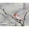 House Finch 00785 Photo Small Wildlife title=