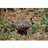 California Quail 00787 Photo Small Wildlife