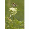 Chowiet Island Savannah Sparrow 00788 Photo Small Wildlife title=