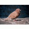 Rock Dove Pigeon 00791 Photo Small Wildlife title=