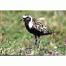 American Golden Plover Male 1998 00796 Photo Small Wildlife title=