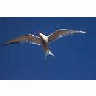 Arctic Tern 00798 Photo Small Wildlife