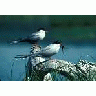 Arctic Tern Pair 1989 00799 Photo Small Wildlife