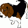 Beagle Copper Ganson Animal