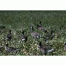 Aleutian Cacklling Goose Capture And Translocation1978 1991 Album 00847 Photo Small Wildlife