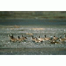 Aleutian Canada Geese 00853 Photo Small Wildlife title=