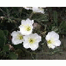 Antioch Dunes Evening Primrose 00855 Photo Small Wildlife