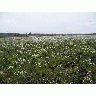 Cottongrass 1year Post Fire 00863 Photo Small Wildlife