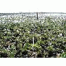 Cottongrass Transect Kanuti 1 Yr Burn 00864 Photo Small Wildlife