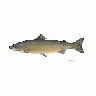 Atlantic Salmon 00867 Photo Small Wildlife