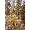 Boreal Forest Floor 00877 Photo Small Wildlife