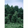 Kudzu Overgrown Forest 00879 Photo Small Wildlife title=