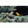 Nesting Yellow Warblers 00880 Photo Small Wildlife