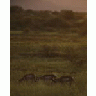 Pronghorned Antelope At Buenos Aires NWR 00883 Photo Small Wildlife